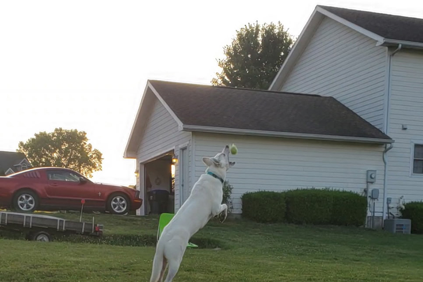 Kya the Dog catching a tennis ball